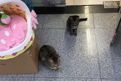 喜多派宠物1