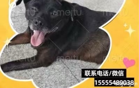 黑狗，地包天，下巴发白，身体后...