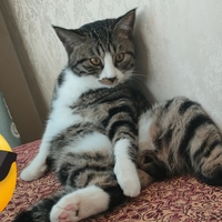 我有一只狸花猫，因工作调动不能带走，求领养！