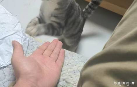 一只健康干净漂亮美短，求领养0