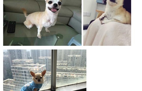 寻狗启事，各位亲爱的朋友，你们...