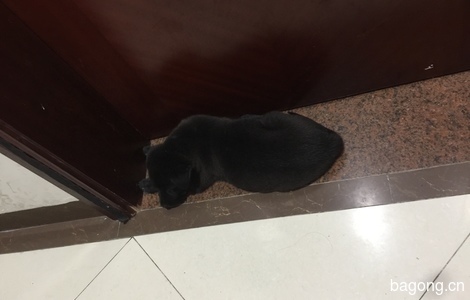 广州黄埔区黄埔花园黑色狗狗免费领养将近2个月大4