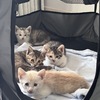 家了母猫生了4只，满月了找领养
