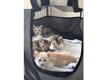 家了母猫生了4只，满...
