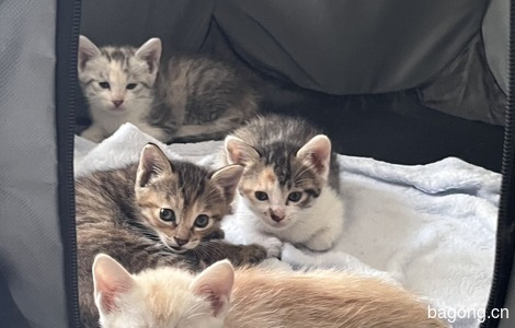 家了母猫生了4只，满月了找领养0
