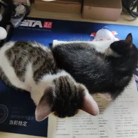 两只小猫希望找到爱猫人士收养