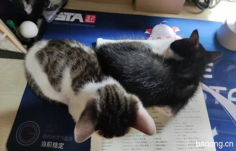 两只小猫希望找到爱猫人士收养0