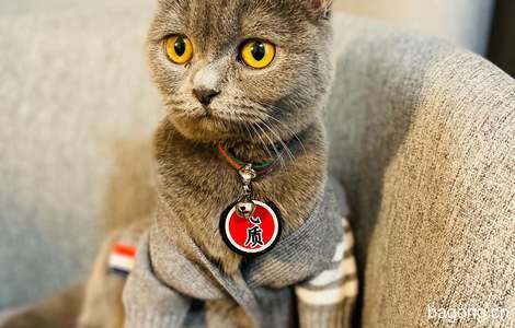 我有一只蓝猫现在因回老家，需要给它找一个新家，喜欢的可以私信我0