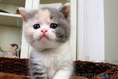 优培良猫CFA猫舍1