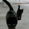 暗黑系纯正黑猫🐈‍⬛！1只母猫，5只2个月大的猫幼崽。
