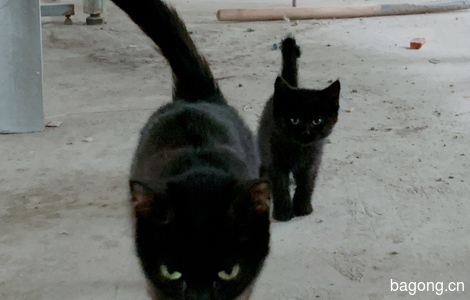 暗黑系纯正黑猫🐈‍⬛！1只母猫，5只2个月大的猫幼崽。0