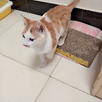 自家小猫4个月在，求新家，小偿，
