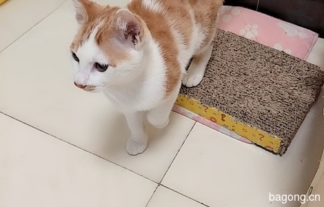 自家小猫4个月在，求新家，小偿，0