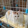 北京 4岁 家猫 无偿领养