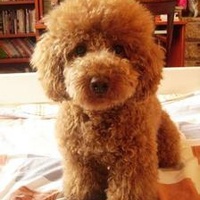 【北京】求一真正喜欢狗狗的人收养我家泰迪