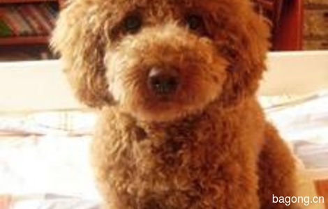 【北京】求一真正喜欢狗狗的人收养我家泰迪0