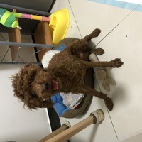 一只弱小可怜又无助的泰迪找新主人啦