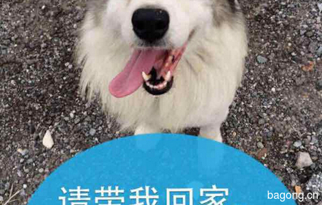 【天津】寻找爱犬标标  现金重谢