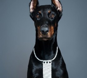 杜宾犬|多伯曼犬,笃宾犬,德国杜宾