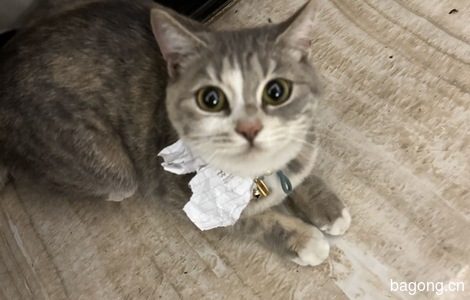猫咪特征：英短串种母猫，体型中...
