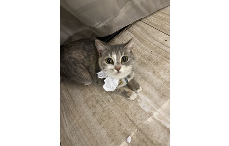 猫咪特征：英短串种母猫，体型中...