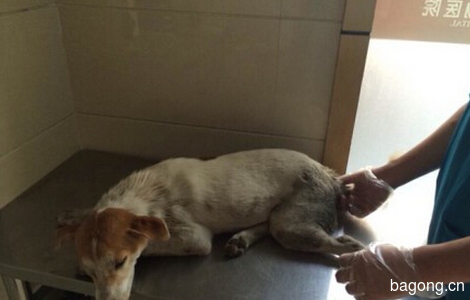 一只出车祸的狗正在救治。找可以让它活下去的领养人。0