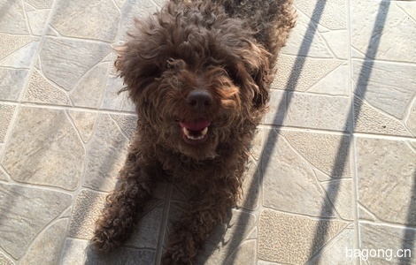北京昌平回龙观捡咖啡色泰迪母犬