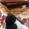 有四个两个月大的猫咪可以免费领养
