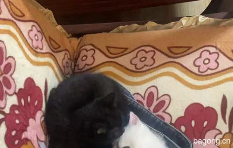 有四个两个月大的猫咪可以免费领养0