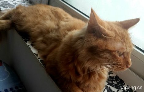 老虎猫免费领养2