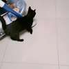 赠送一只小黑猫1岁母。
