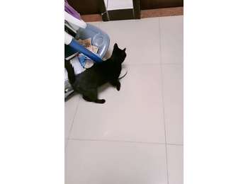 赠送一只小黑猫1岁母...