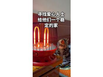 帮寺庙小猫找新家。