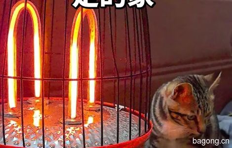 帮寺庙小猫找新家。0