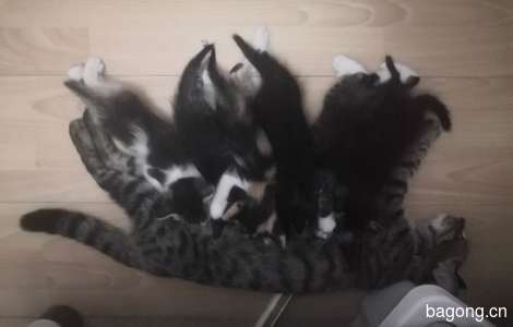 广州天河一窝小猫6只，5公1母，已经断奶，6月18日出生。 后续更新中，还有2只（1公1母）……2
