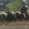 捡的流浪狗生下了六只宝宝。现在不得不为小狗们求一个家。