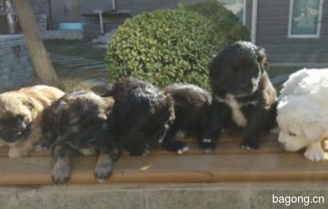 捡的流浪狗生下了六只宝宝。现在不得不为小狗们求一个家。0