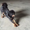 #宁波寻狗#寻犬：黑色爱犬铁包金...