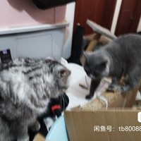 急，2岁蓝猫没绝育找领养