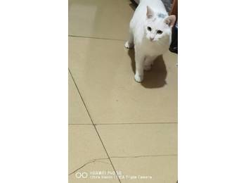 给猫猫找个好人家