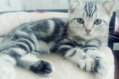 Daisy名猫生活馆2