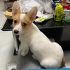 有偿领养 柯基犬  找好人家