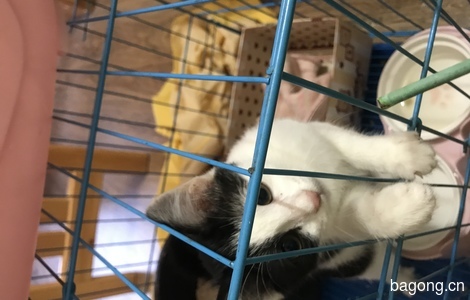 广东茂名市免费领养三个月小奶猫1