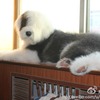 古牧:海盗