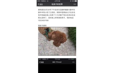 狗狗丢时脖子上邦有绿色邦带，母...