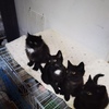 免费送养、小黑猫