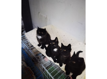 免费送养、小黑猫