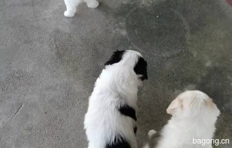 【广东深圳】家里狗妈妈生的小狗狗可以抱养了，求新主人带走4