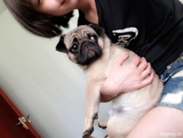 爱犬E族 封面大图