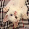 鸳鸯眼白色小奶猫，两个月大左右，眼睛一蓝一黄，很萌